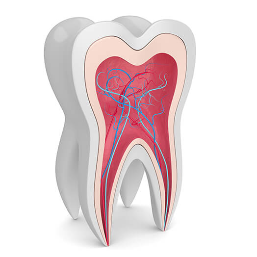歯髄の機能と必要性